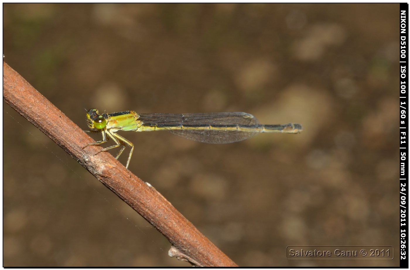 Ischnura genei