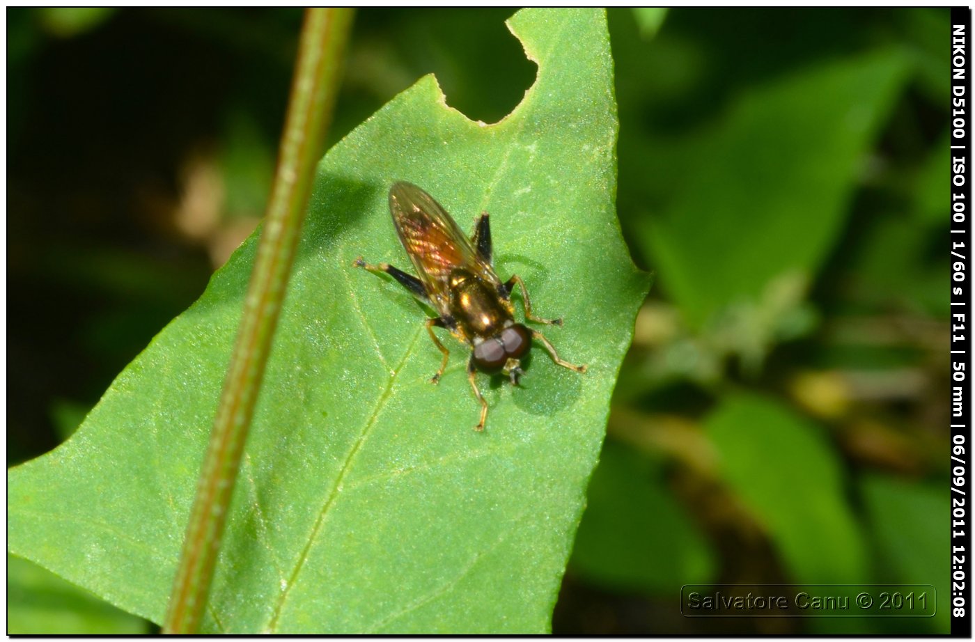 Xylota segnis