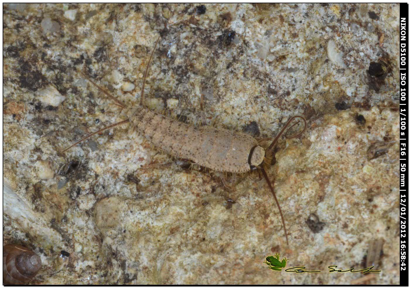 Lepismatidae dalla Gallura