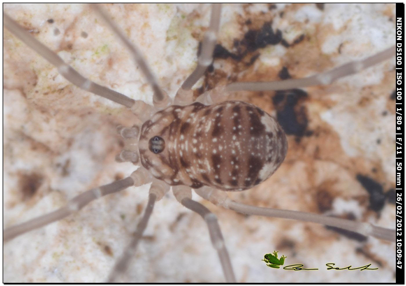 Opilione da Usini 14: Nelima sp.