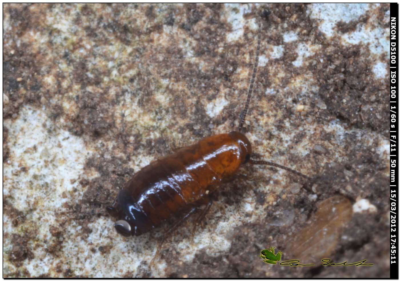 Loboptera decipiens da Usini