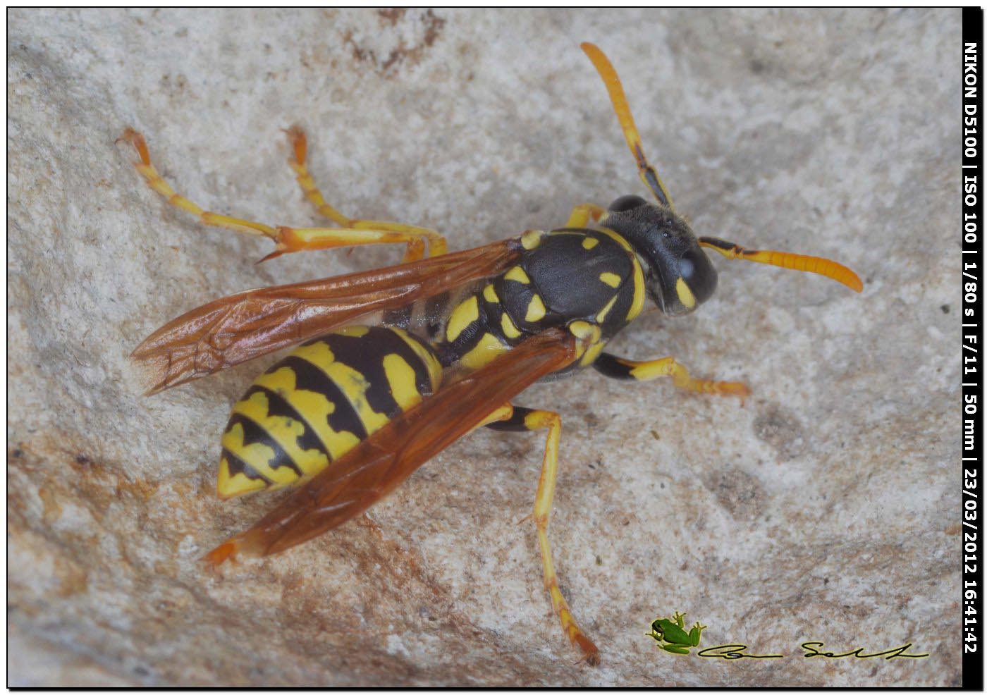 Polistes dominulus