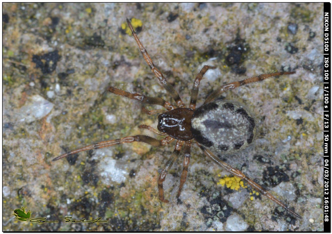 Enoplognatha cf. mandibularis