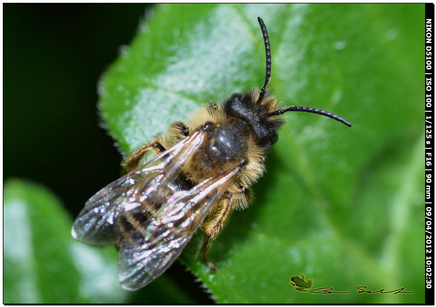 Maschi di Andrena cf. hersperia da Usini