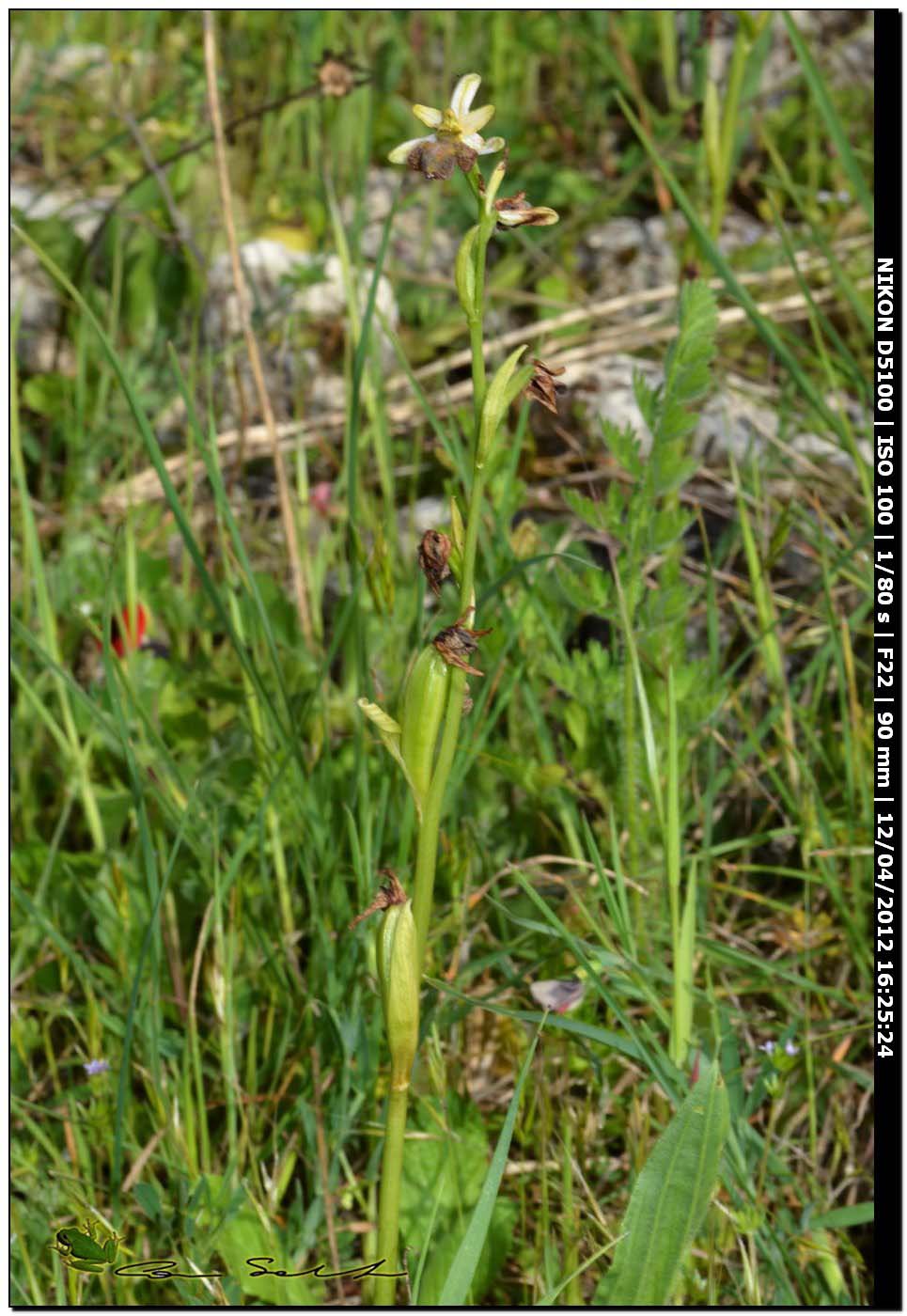 Ophrys sphegodes subsp. praecox