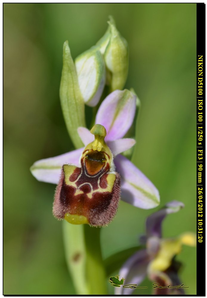 Ophrys annae / Ofride di Anna