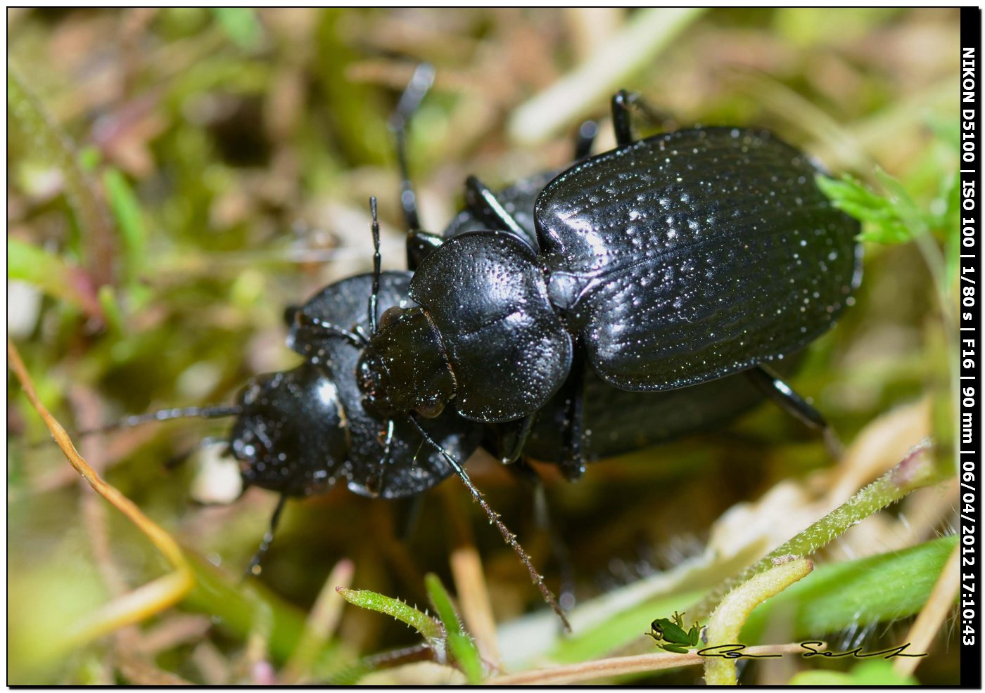 Licinus punctatulus ♂♀