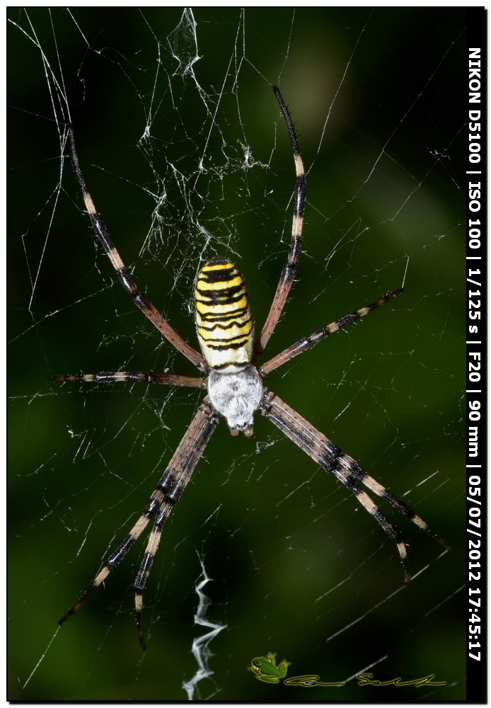 Argiope bruennichi