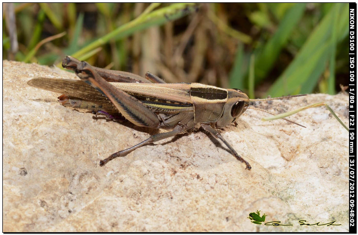 Calliptamus sp.?