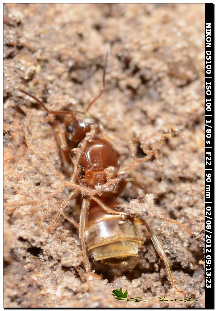 Formica regina fondatrice: forse Lasius sp.