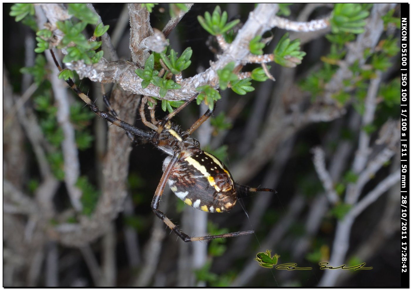 Argiope bruennichi