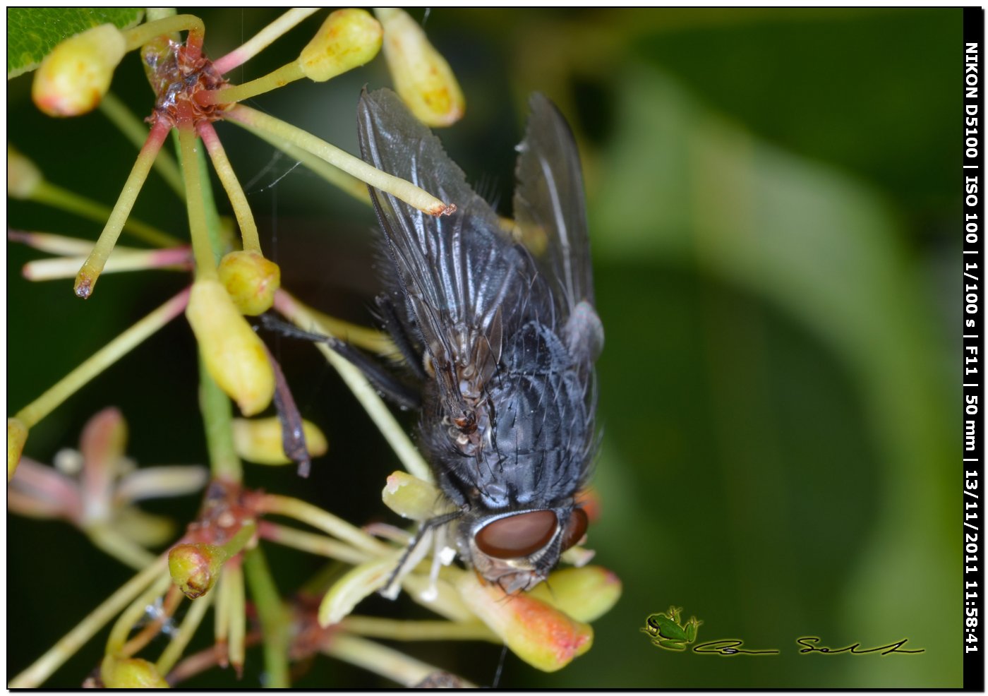 Calliphora vicina