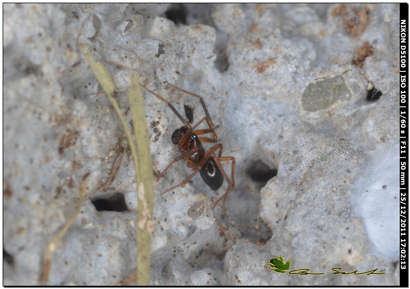 Neriene clathrata?, maschio