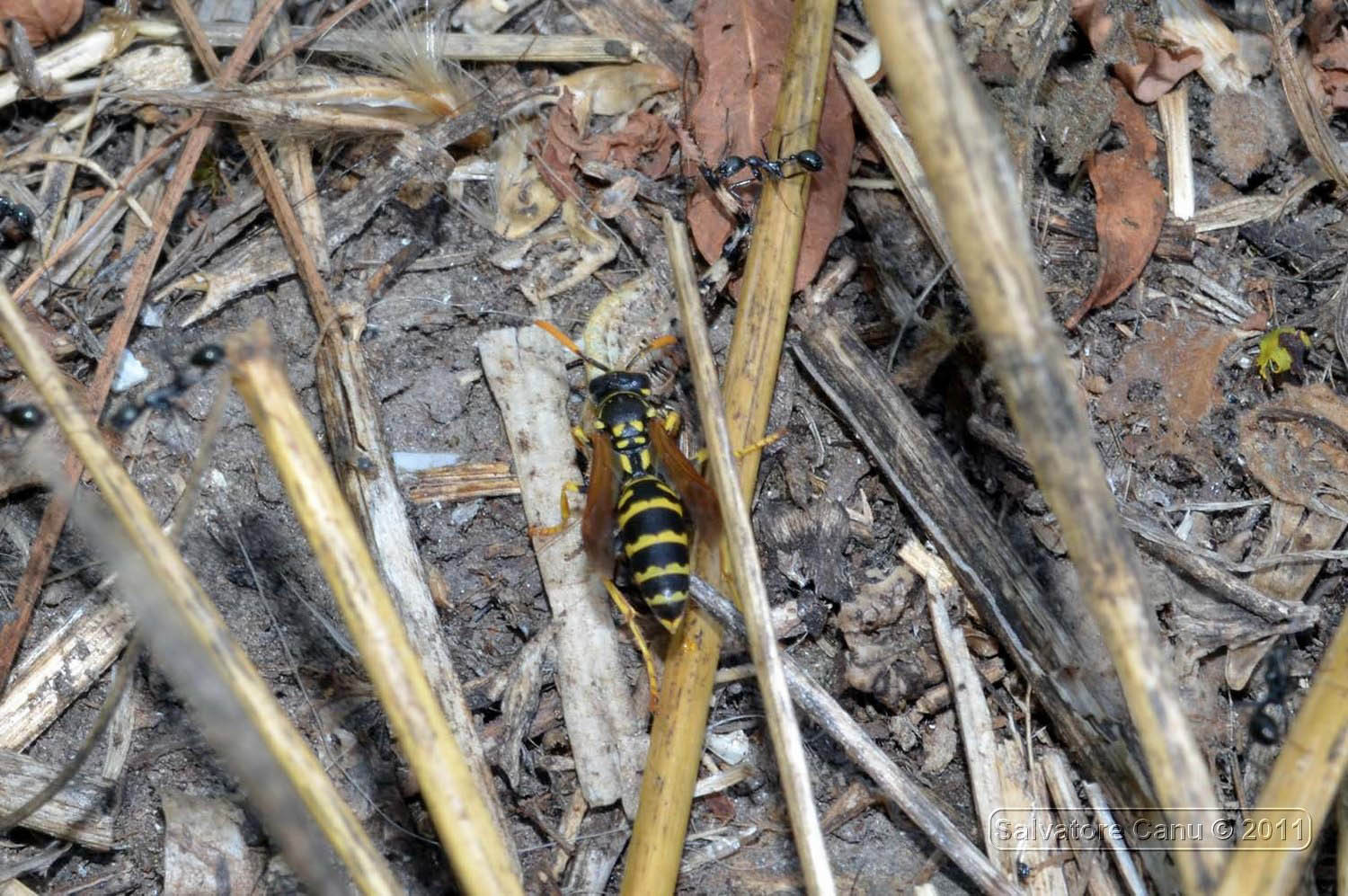 Polistes che seziona una cavalletta