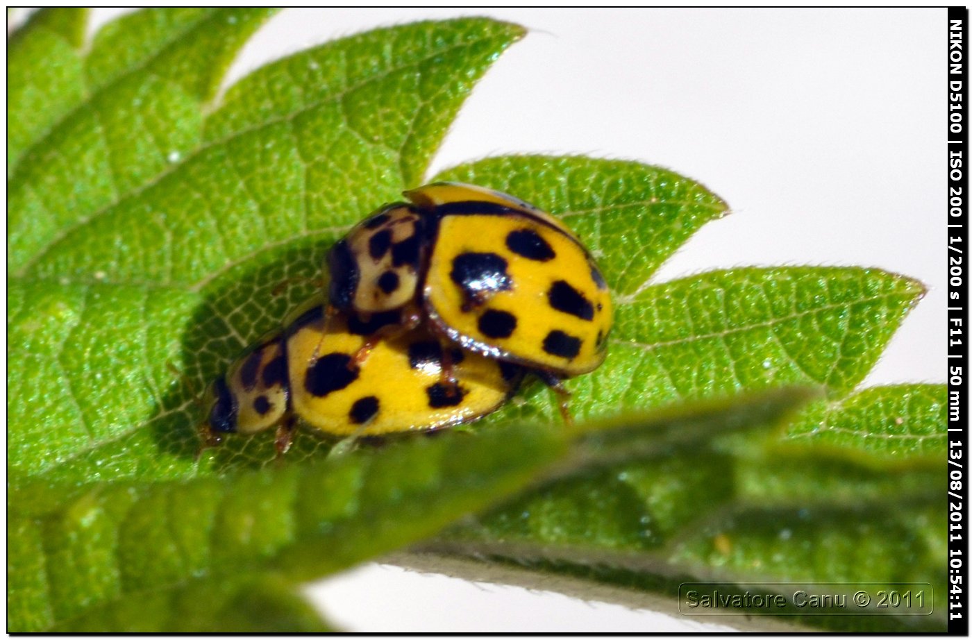 Propylea quatuordecimpunctata