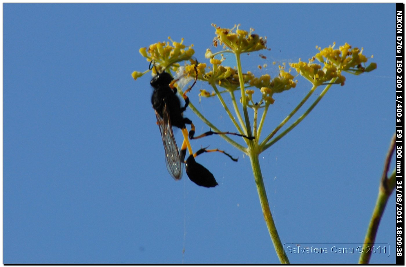 Sphecidae, Sceliphron spirifex