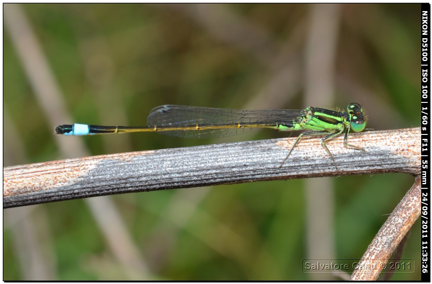 Ischnura genei