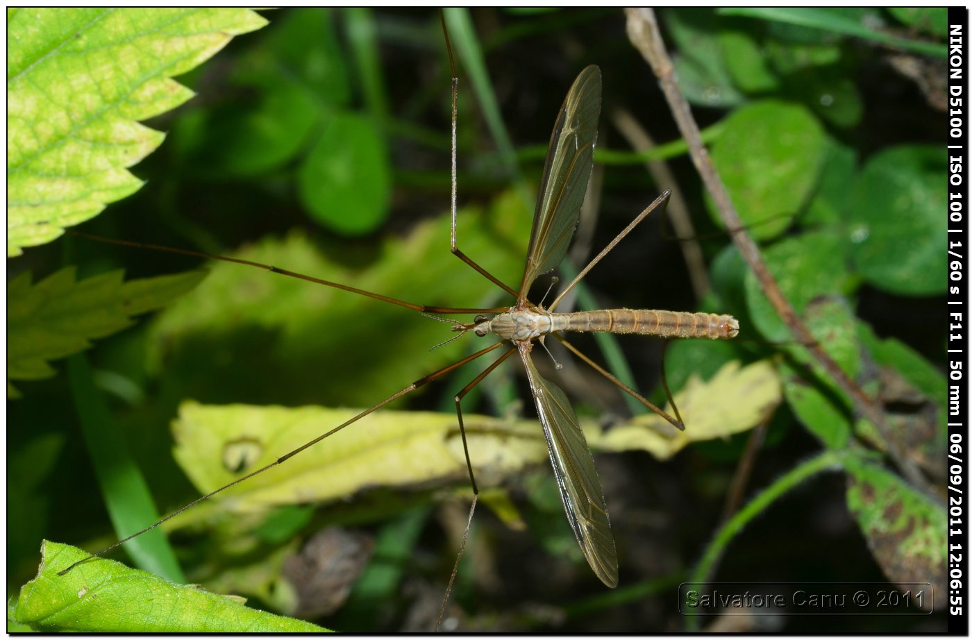 Tipulidae da id.