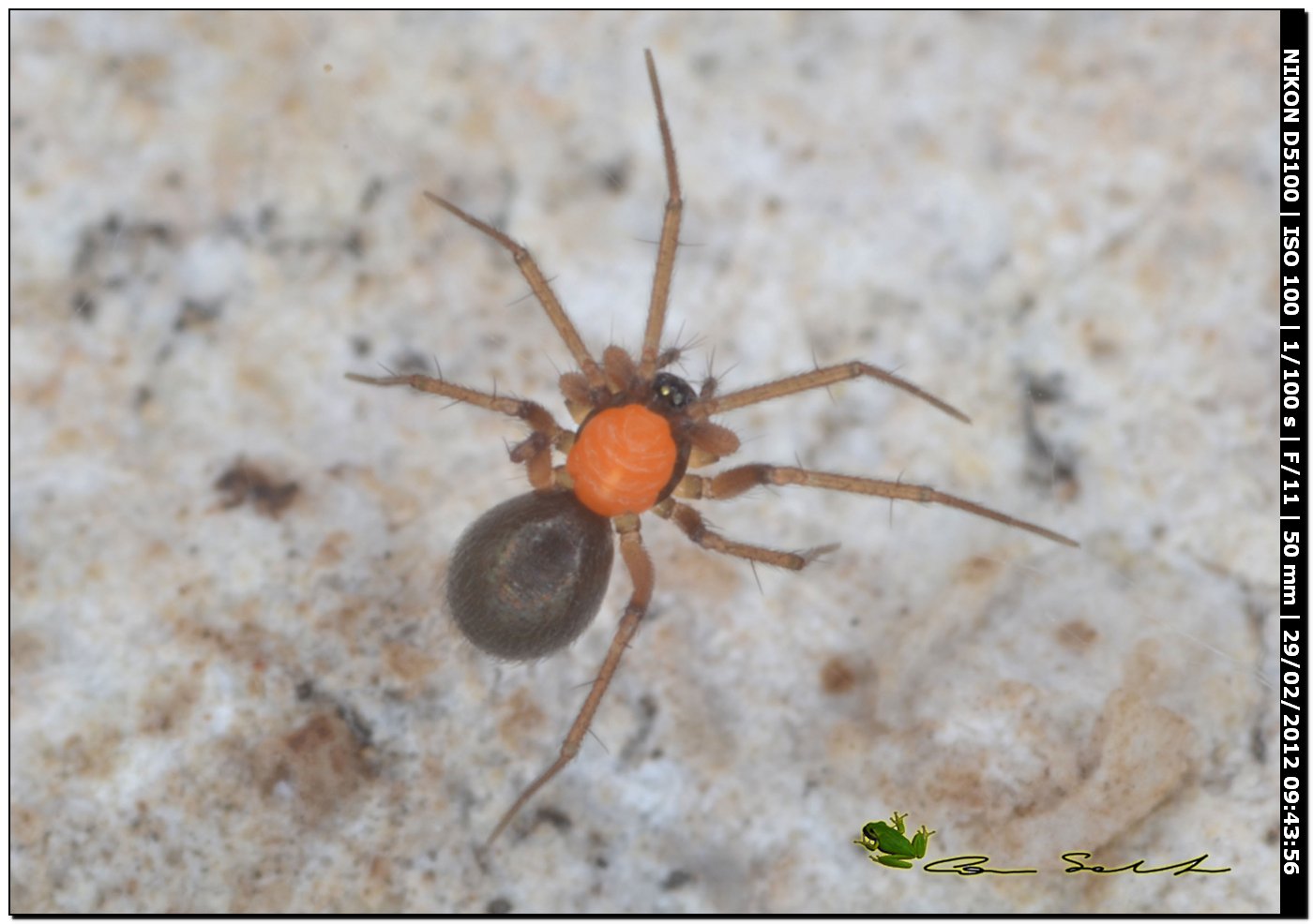 Acaro (gruppo Parasitengona) parassita di un ragno