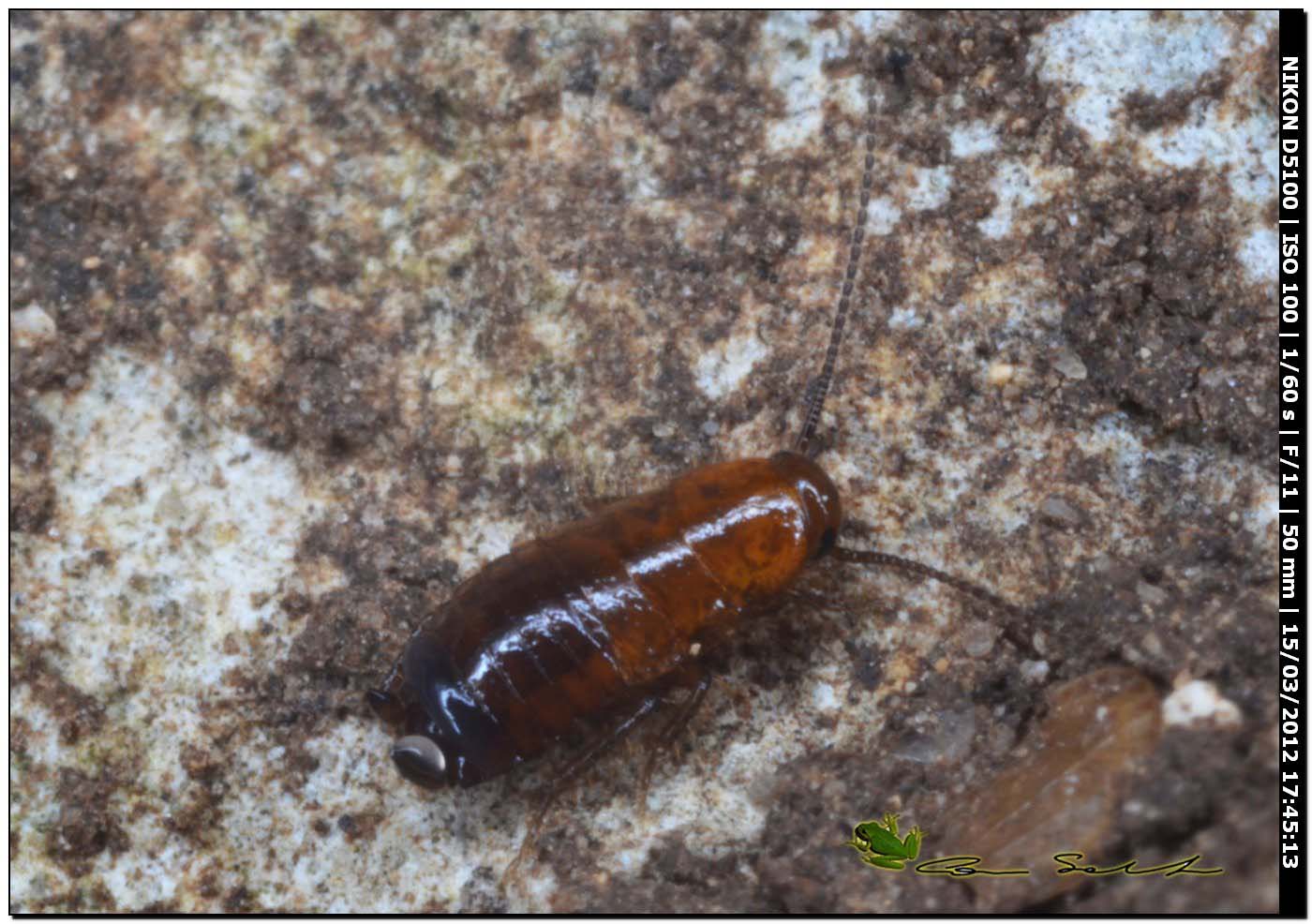 Loboptera decipiens da Usini