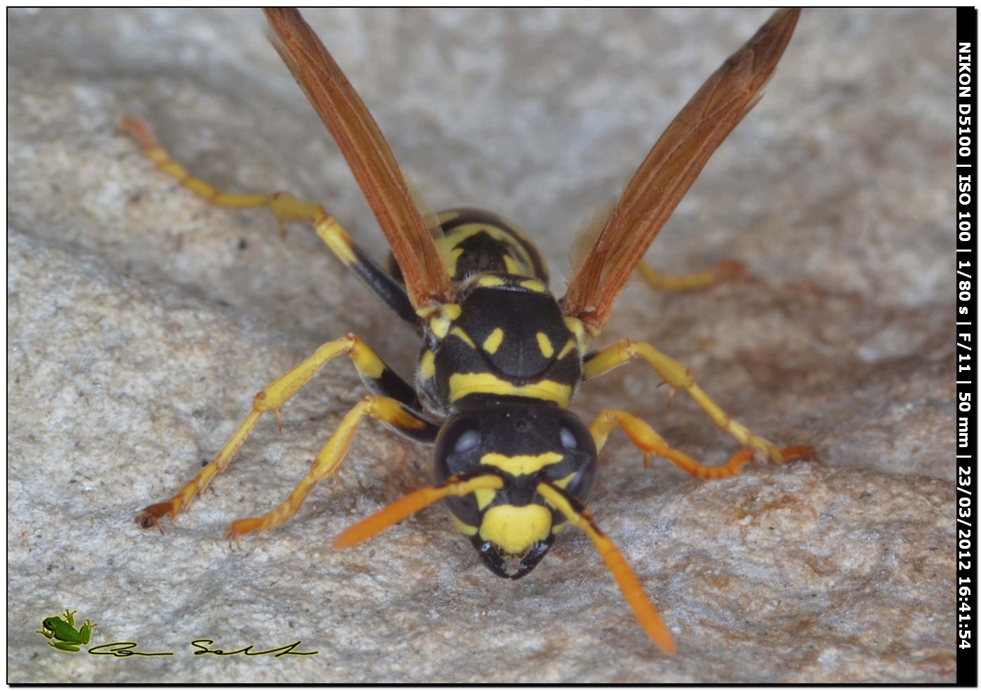 Polistes dominulus