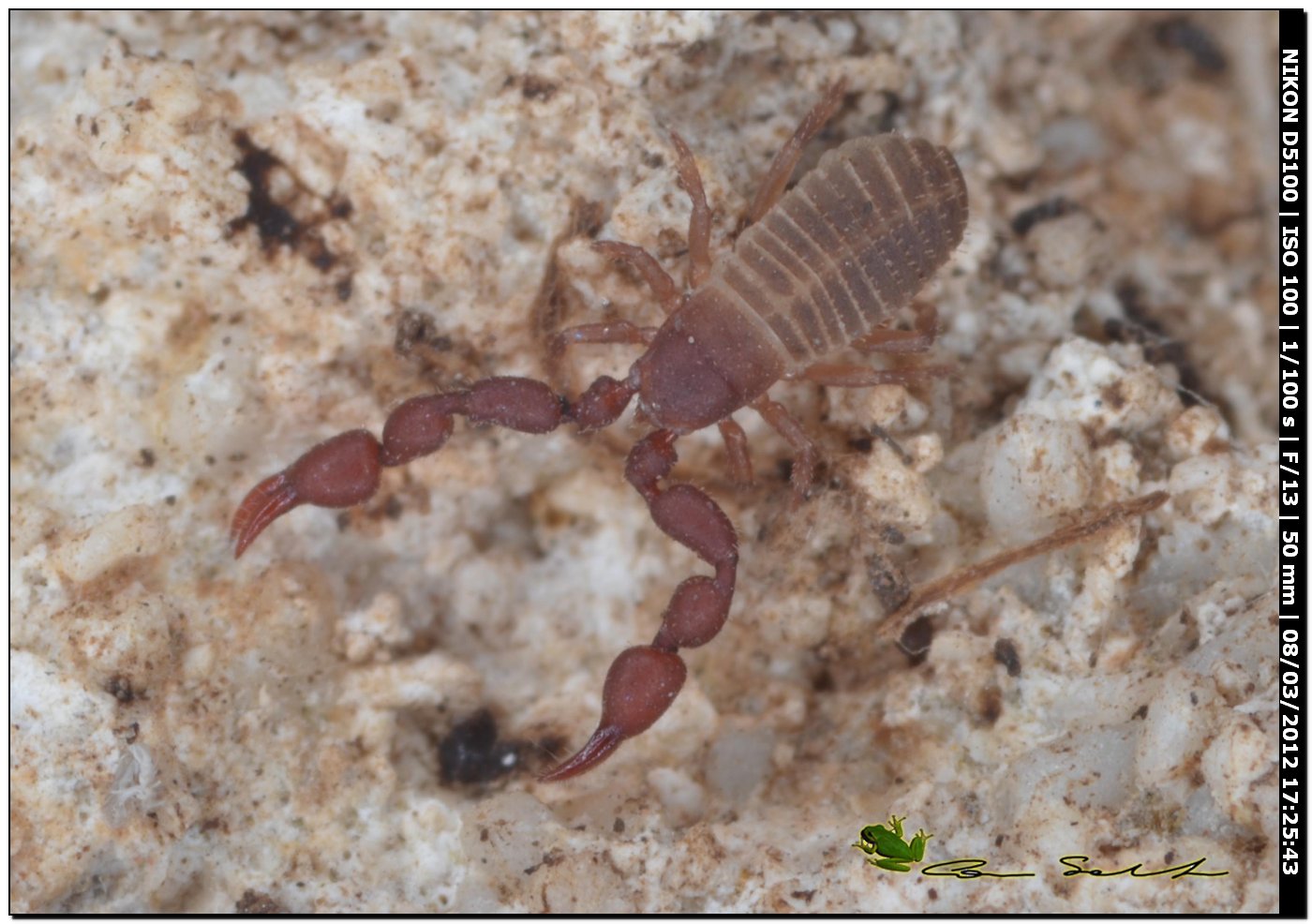 Pseudoscorpione, Cheliferidae? da Usini