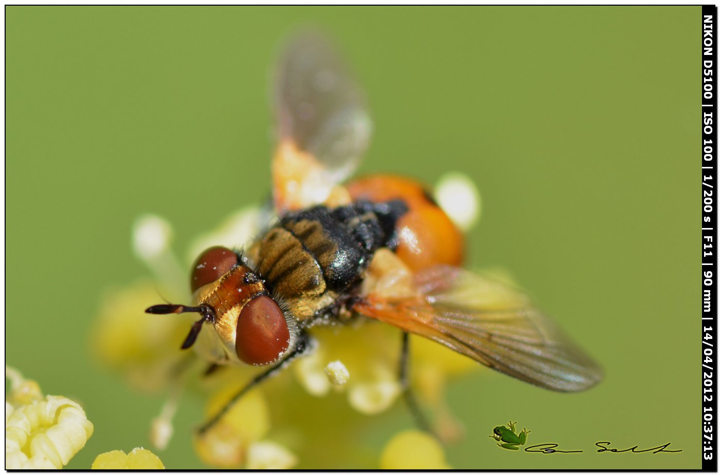 Gymnosoma sp? da Usini