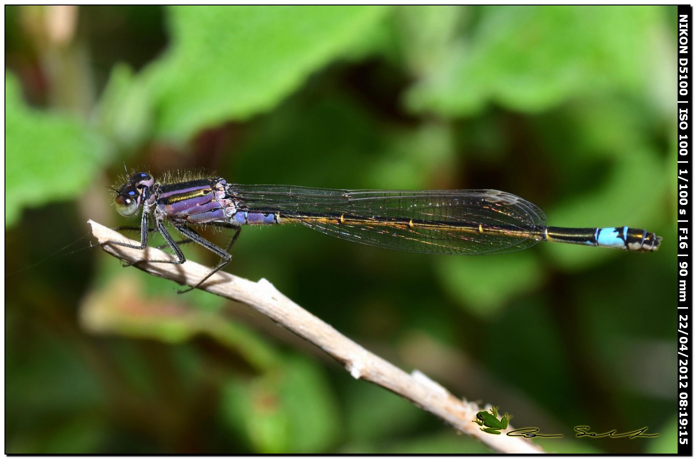 Ischnura genei