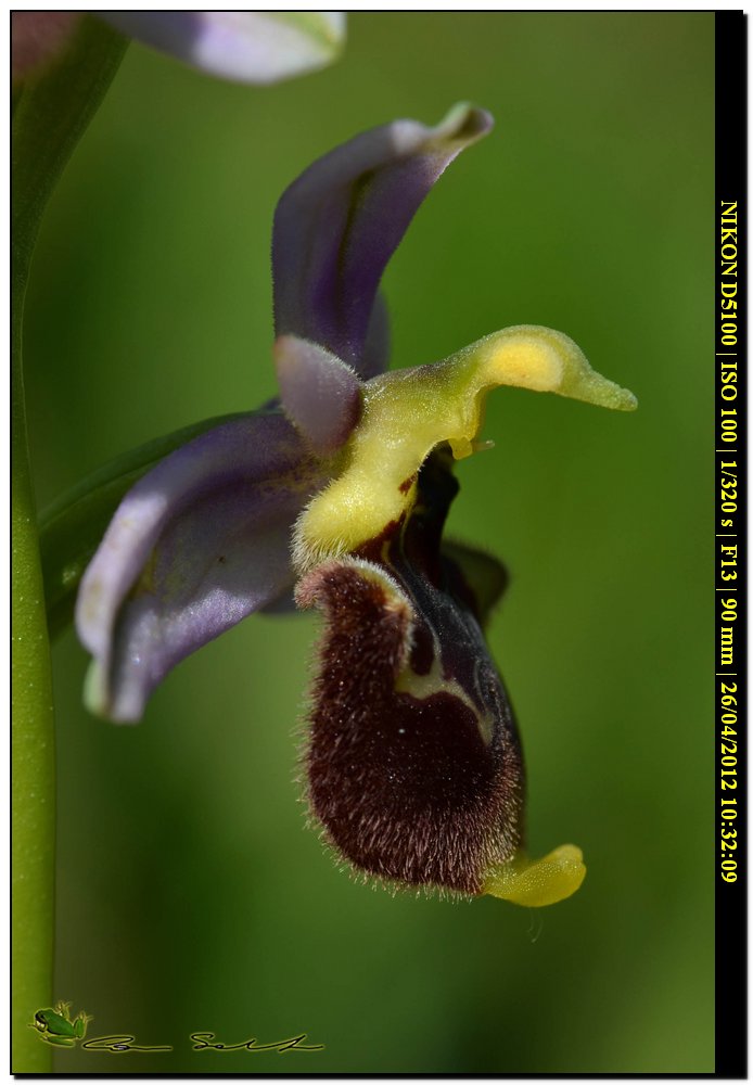 Ophrys annae / Ofride di Anna