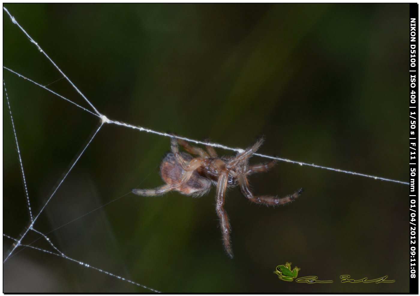 Piccolo equilibrista