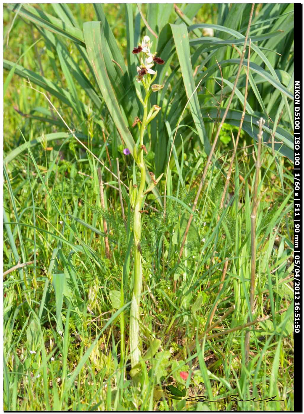 Orchidea selvatica? si, Ophrys sphegodes subsp. praecox