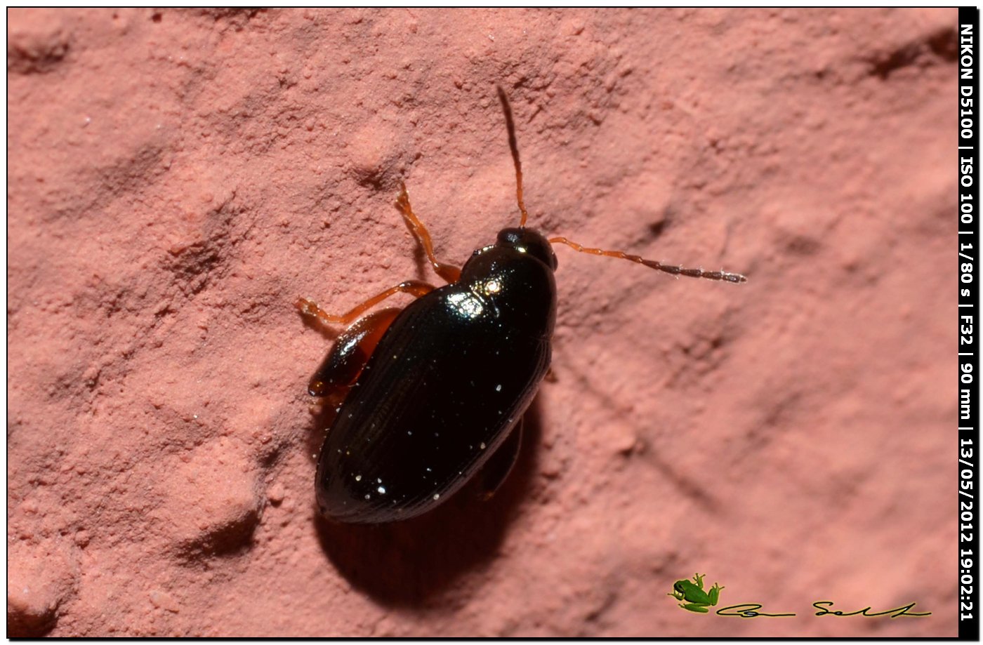 Chrysomelidae Alticinae, genere Psylliodes