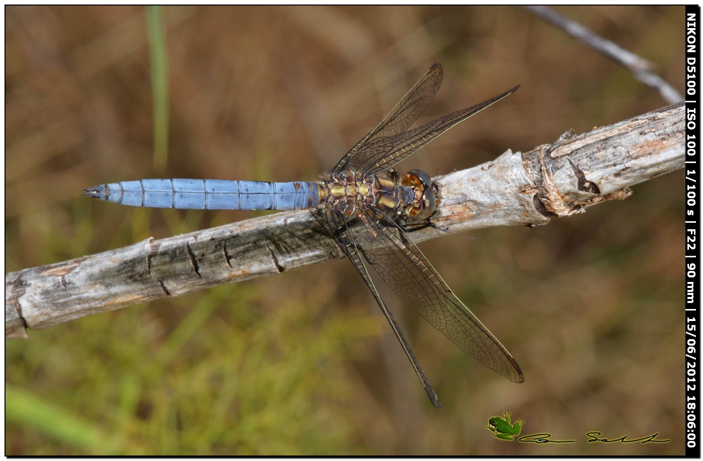 Orthetrum coerulescens anceps ♂