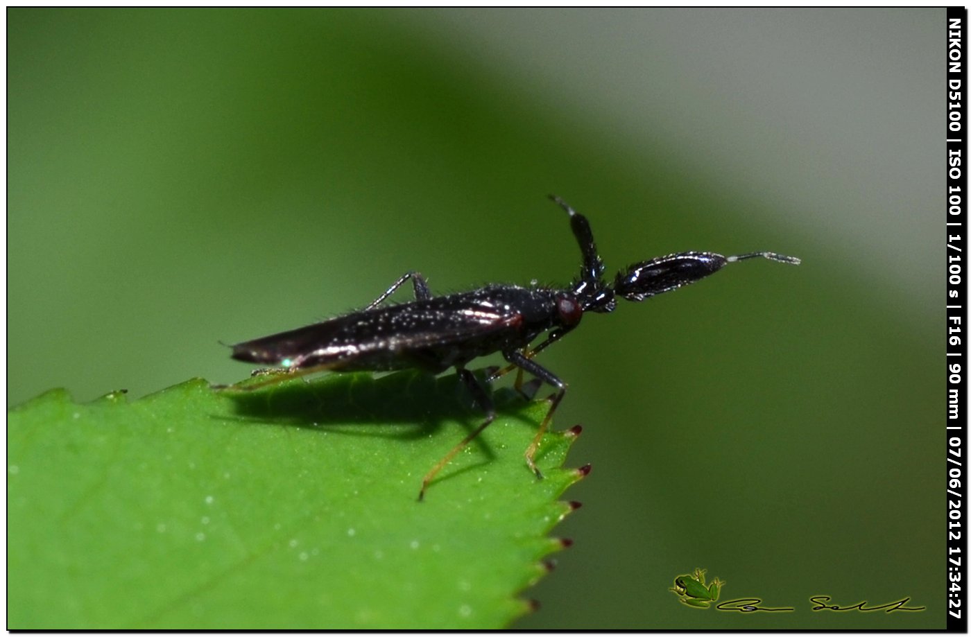 Miridae con strane antenne:  Excentricus planicornis