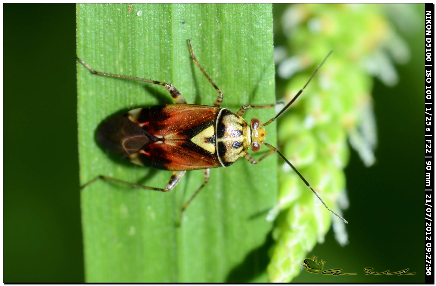 Miridae: Lygus pratensis di Sardegna (SS)