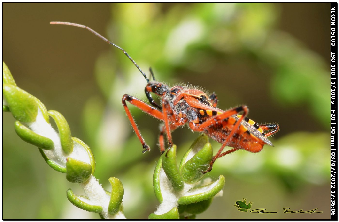 Rhynocoris erhytropus