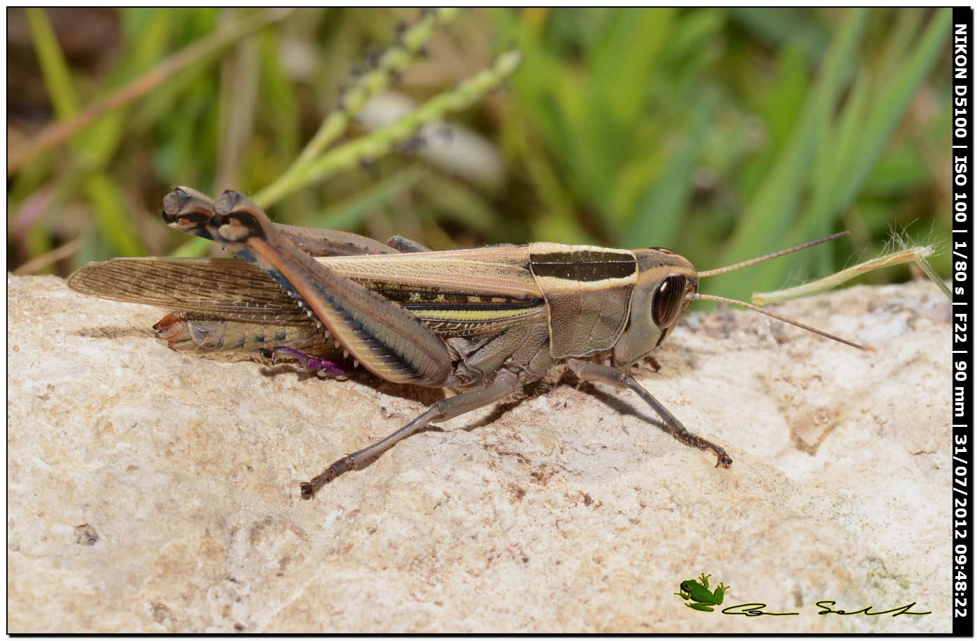 Calliptamus sp.?