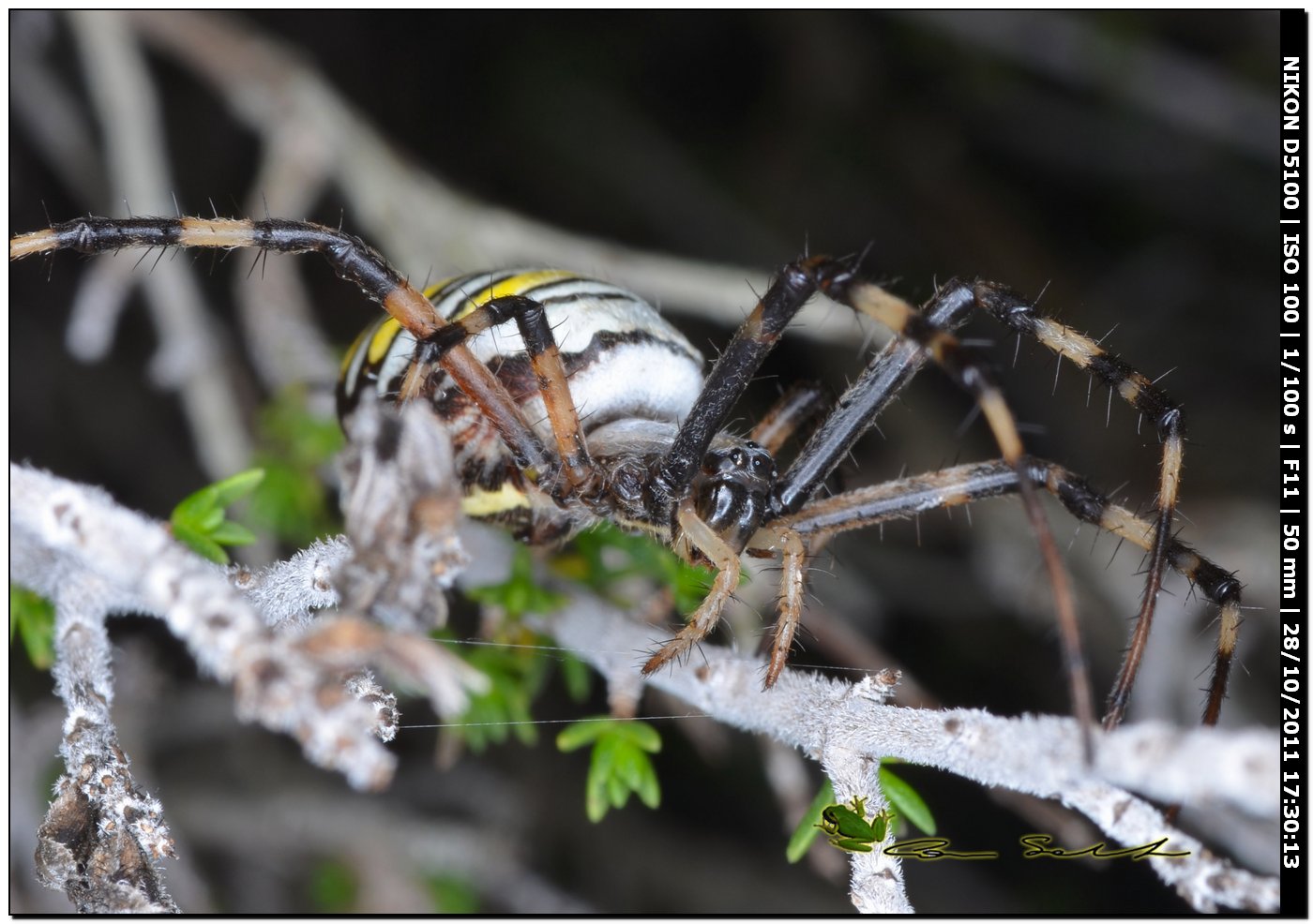 Argiope bruennichi