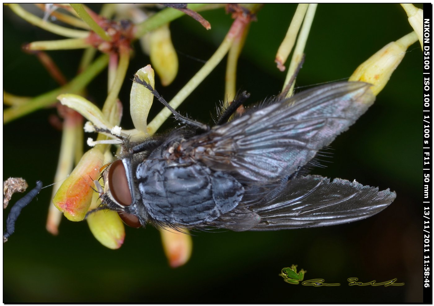 Calliphora vicina