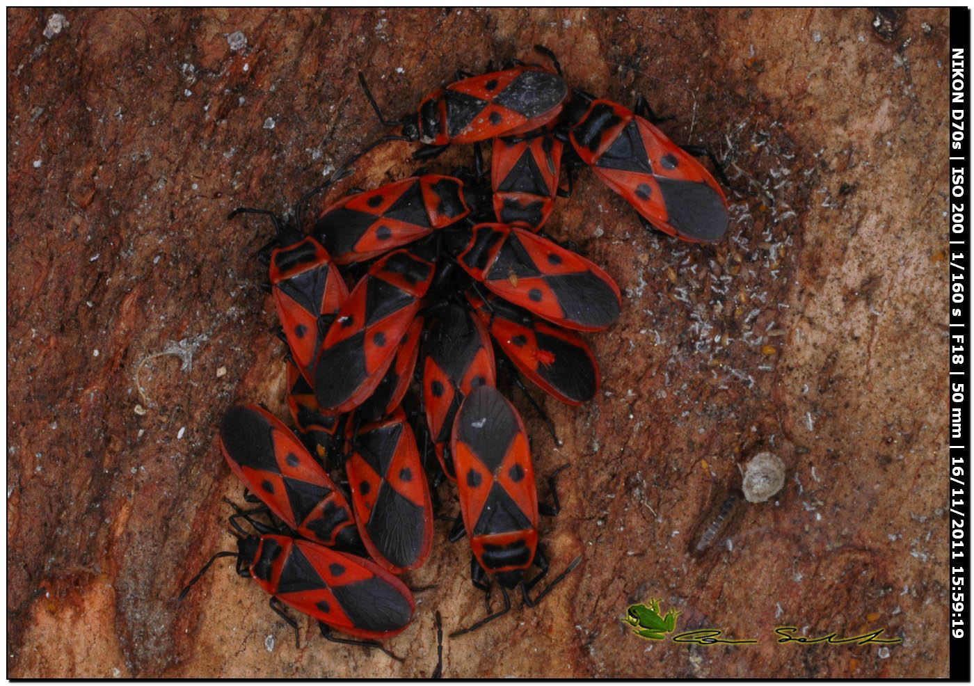 Pyrrhocoridae: Scantius aegyptius della Sardegna