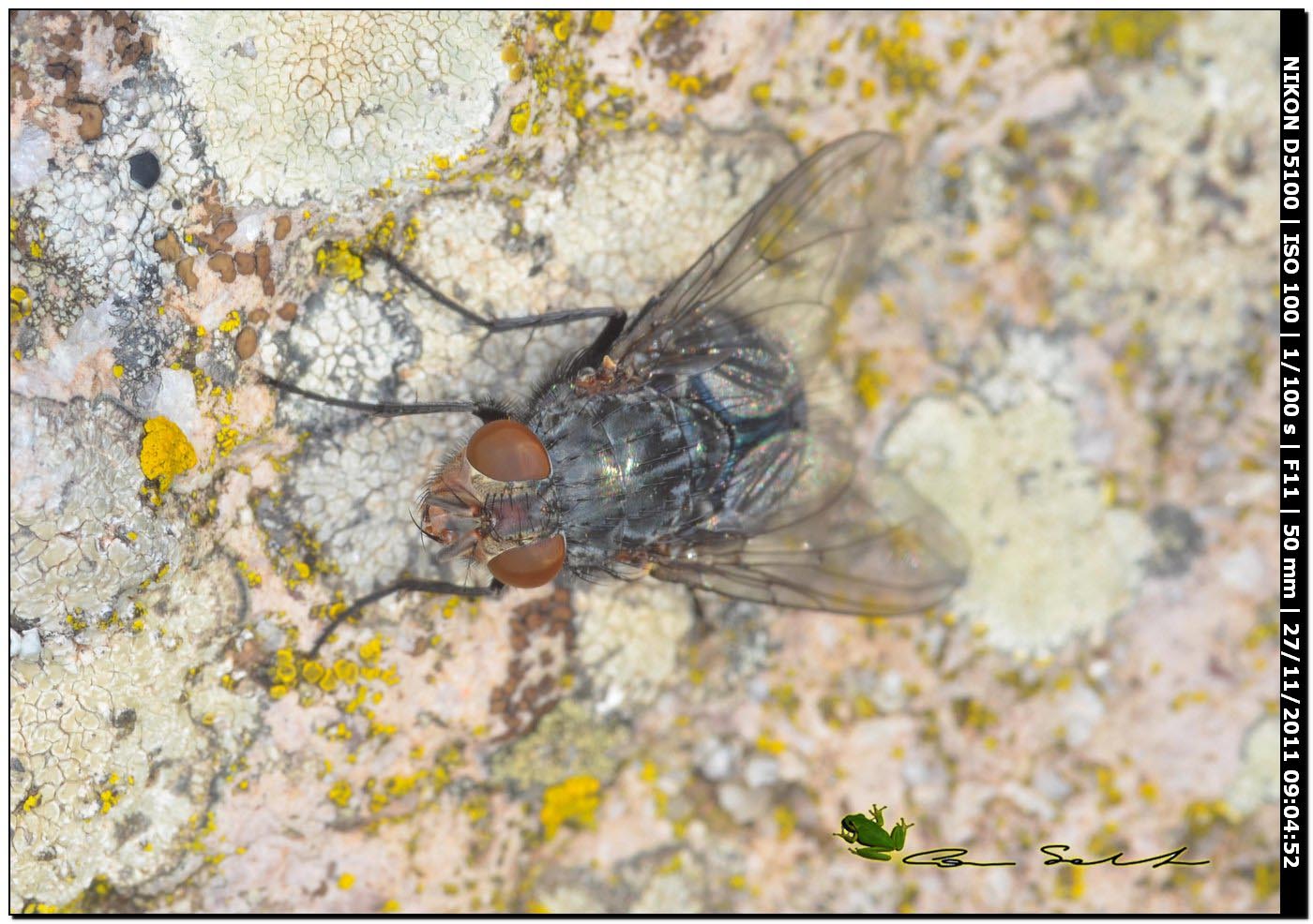 Calliphora vicina (Calliphoridae)