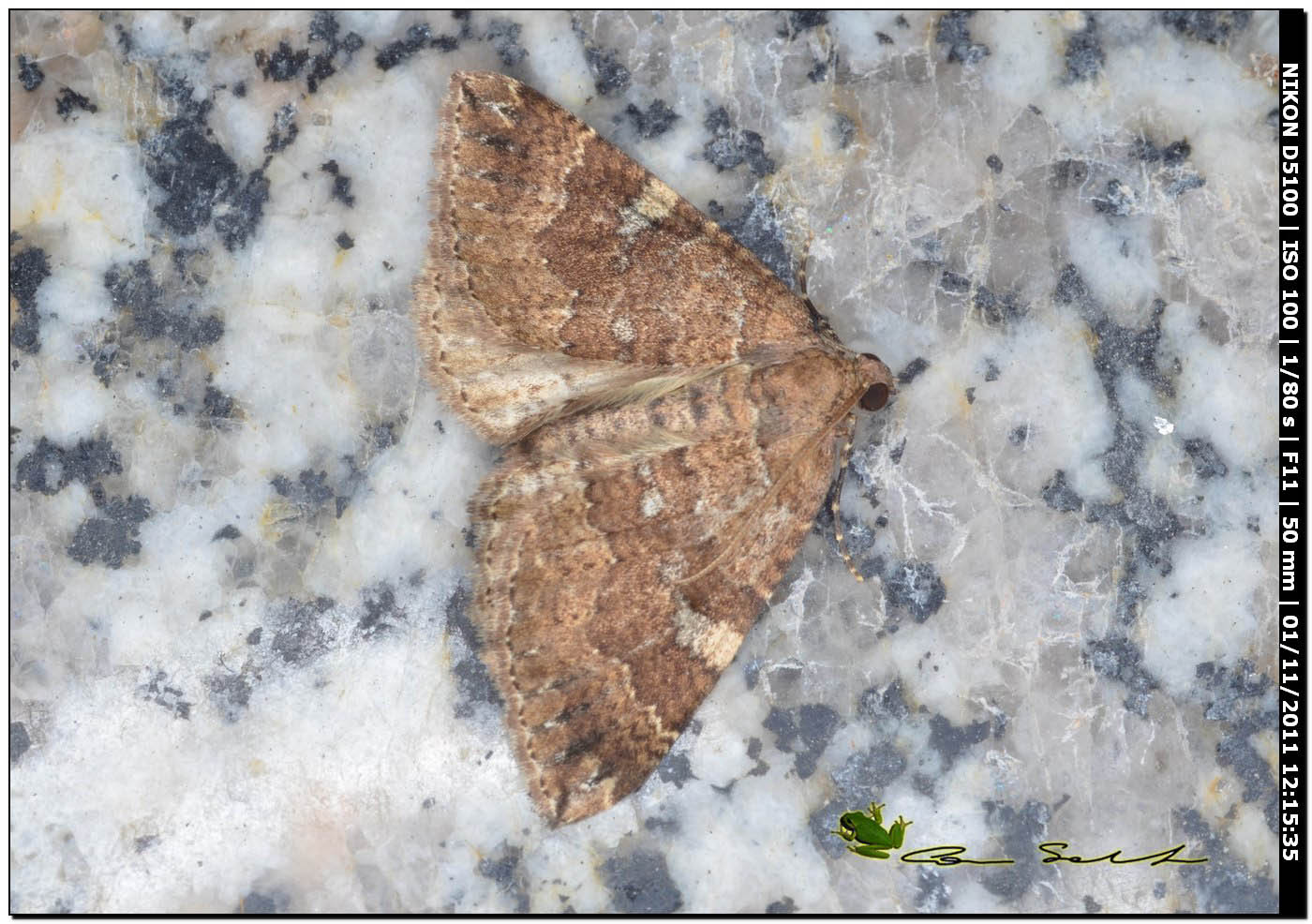 Geometridae da id. - Larentia malvata