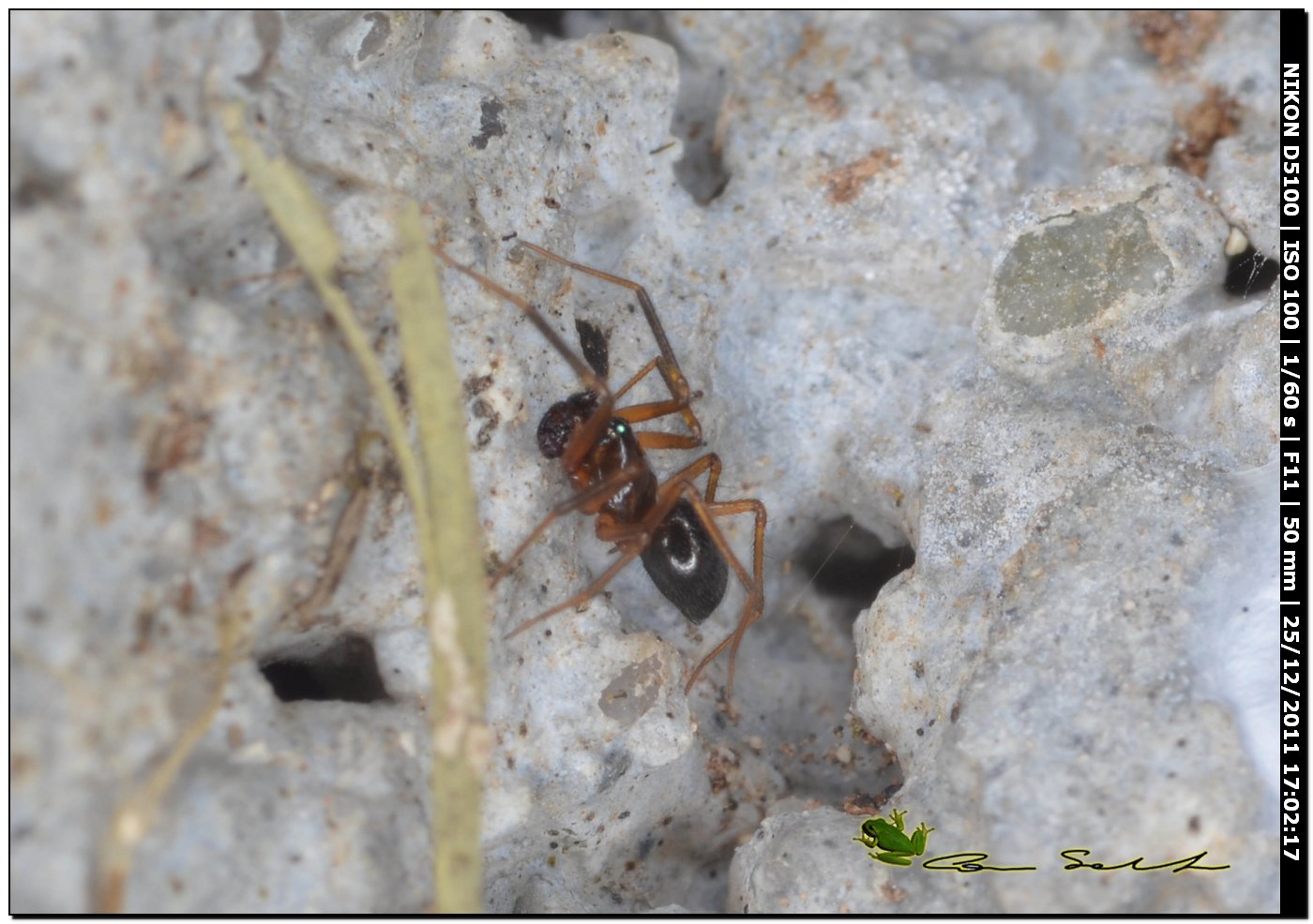 Neriene clathrata?, maschio