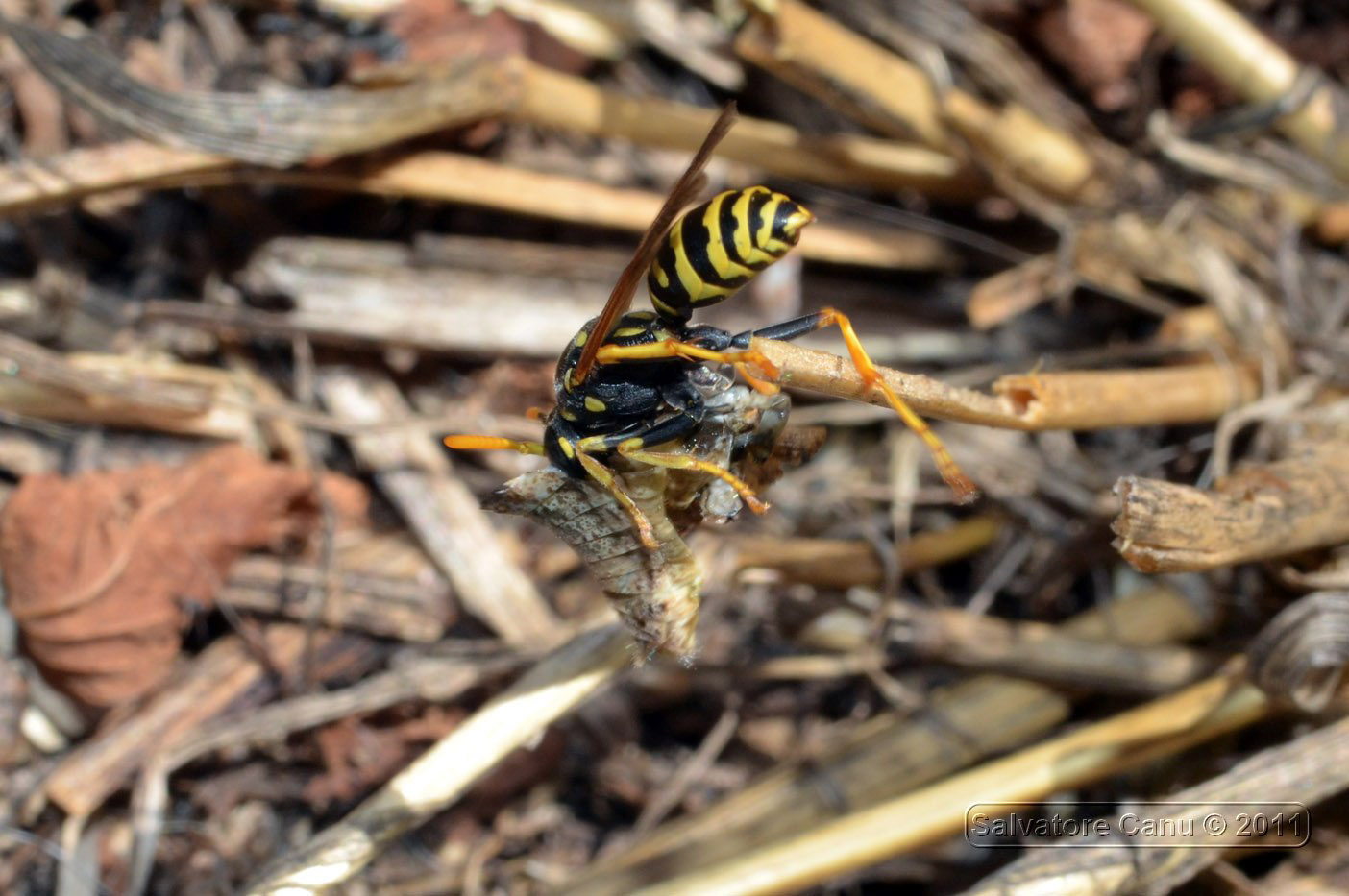 Polistes che seziona una cavalletta