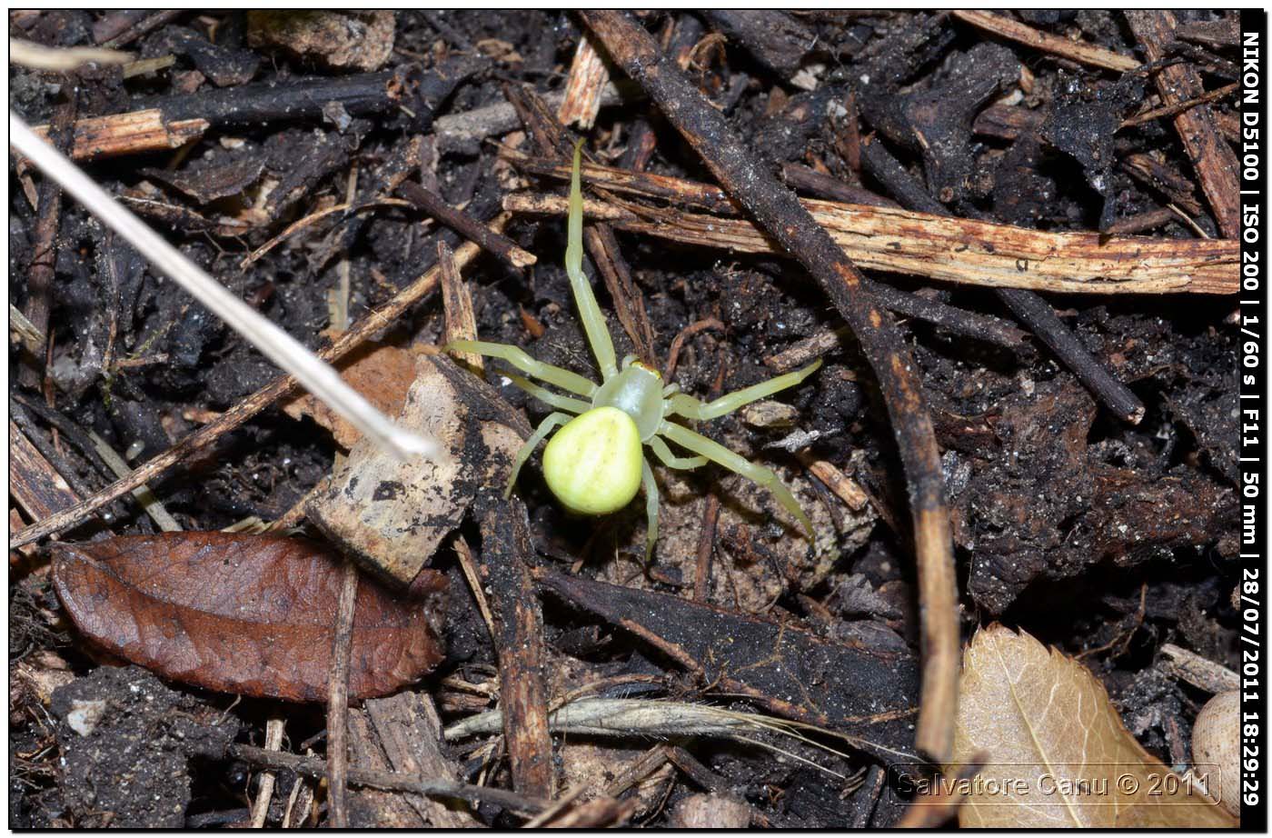 Misumena vatia preda Calopteryx