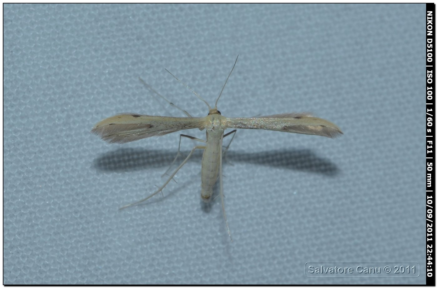 Pterophoridae da id, 2