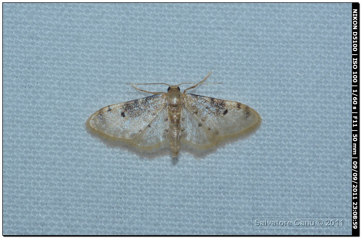 Geometridae da id 4