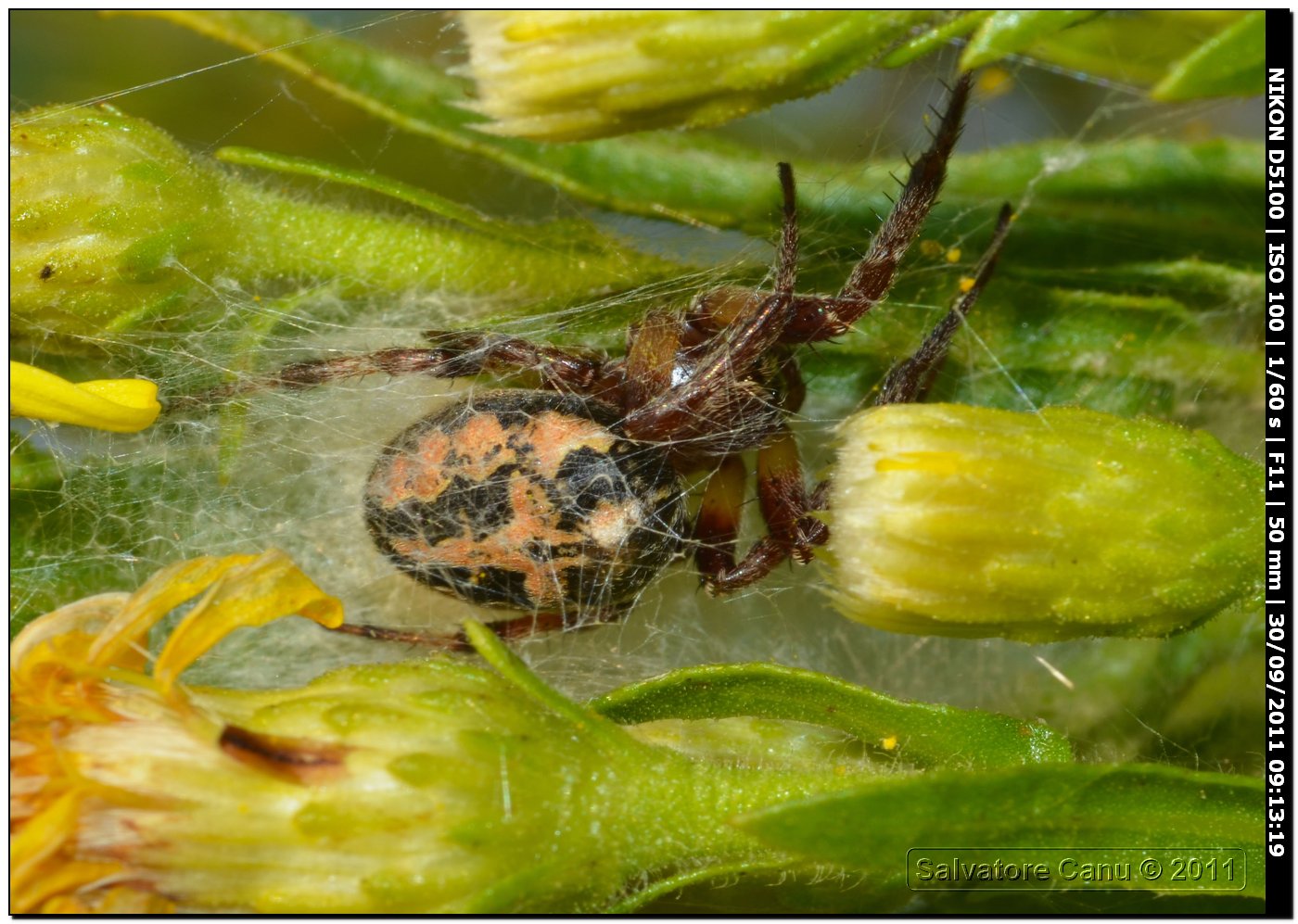 Larinioides sp.