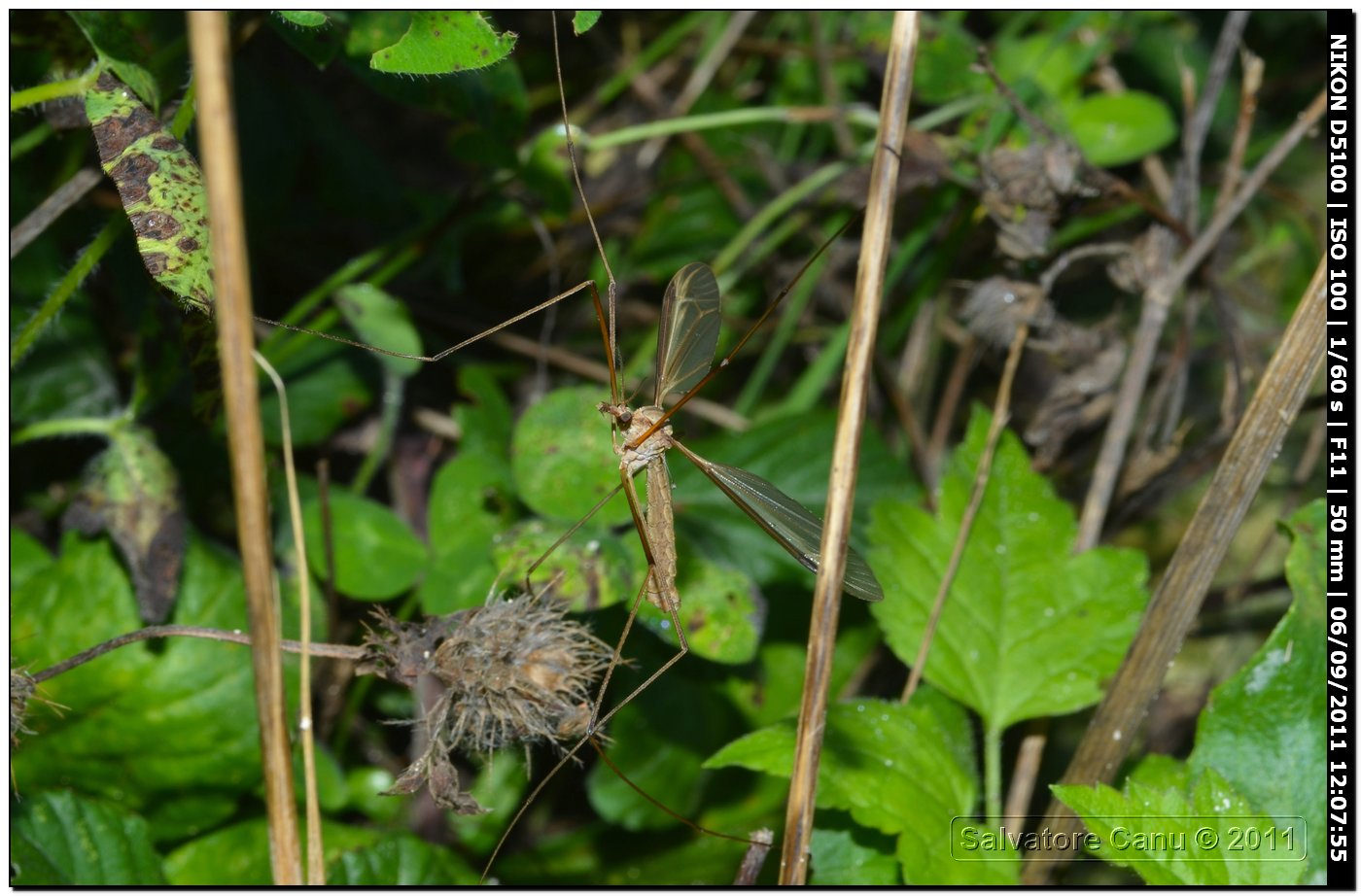 Tipulidae da id.