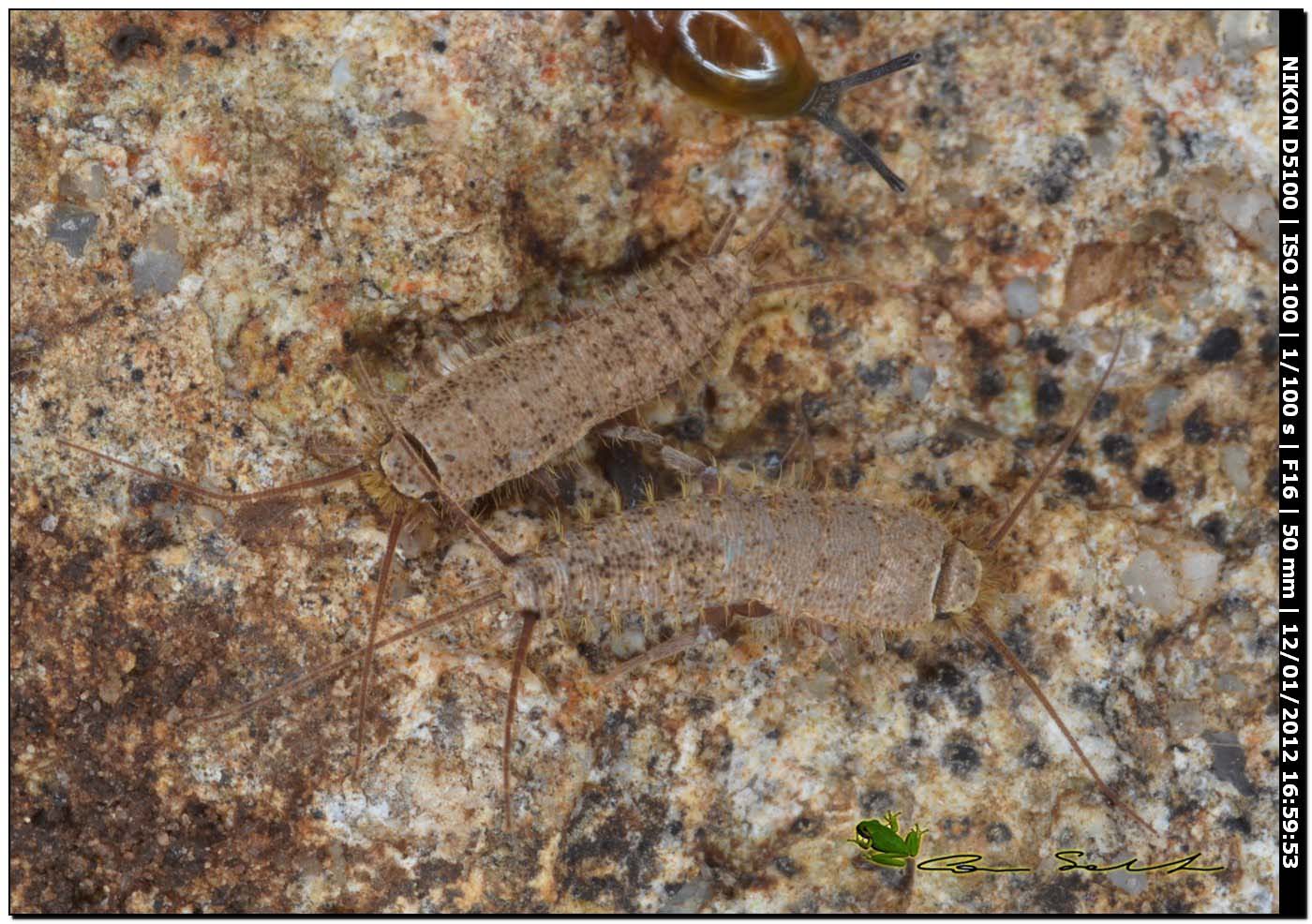 Lepismatidae dalla Gallura